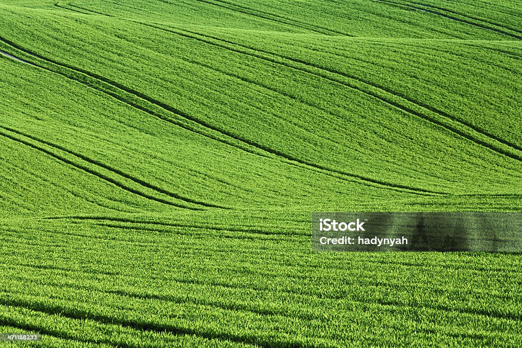 Campi di grano - Foto stock royalty-free di Agricoltura
