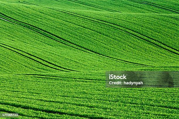 Пшеница Поля — стоковые фотографии и другие картинки S-образный - S-образный, Без людей, Весна