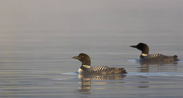 Common Loons on misty morning lake Common Loons  common loon photos stock pictures, royalty-free photos & images