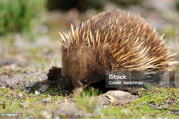 Echidna Stock Photo - Download Image Now - Animal, Animal Behavior, Animal Bone