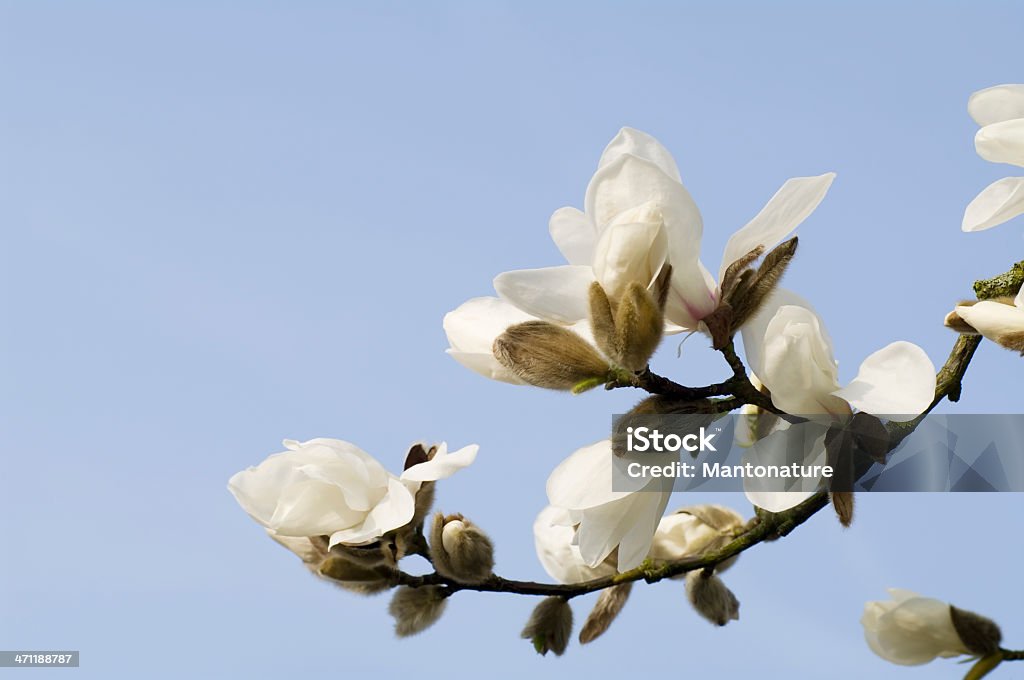 Branco Magnólia soulangeana em flor contra azul céu - Royalty-free Magnólia Foto de stock