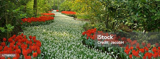 Desabrochando Rio - Fotografias de stock e mais imagens de Branco - Branco, Flor, Campo agrícola