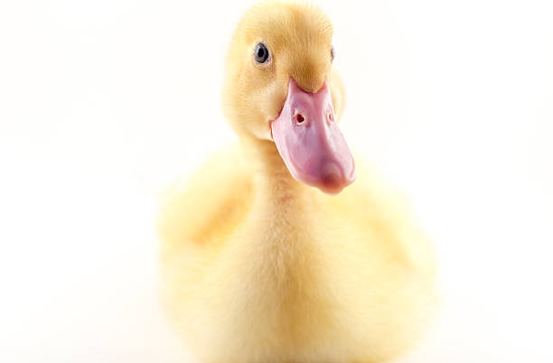 istock American Pekin Duckling 471189104