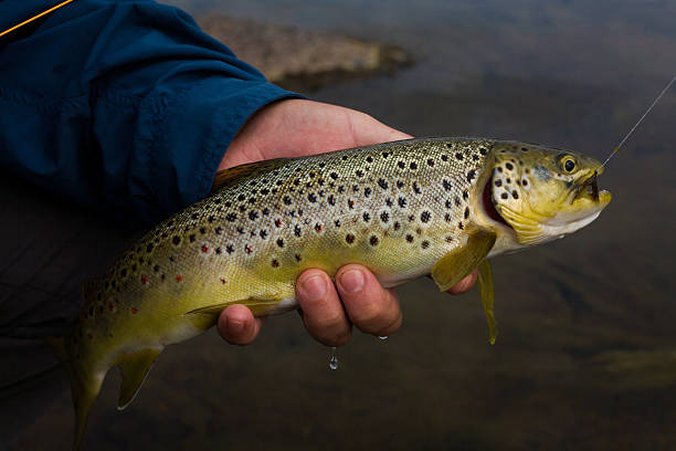 istock brown trout in the hands of men 471189110