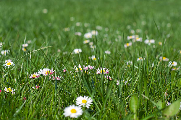 frühjahr feld  - flower spring field nature stock-fotos und bilder