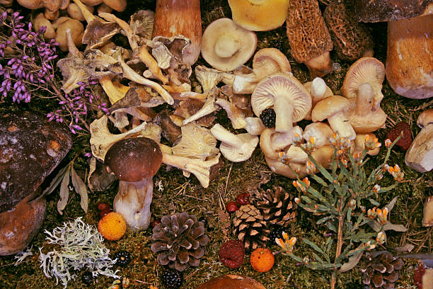 istock fruits of the forest 471189403