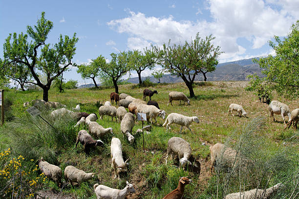 alpujarra bandada de ovejas y cabras en sierra nevada de españa - alpujarra fotografías e imágenes de stock