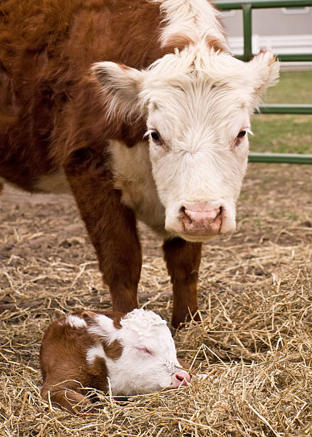 istock Hereford Cow Standing Over Newborn Calf 471190041