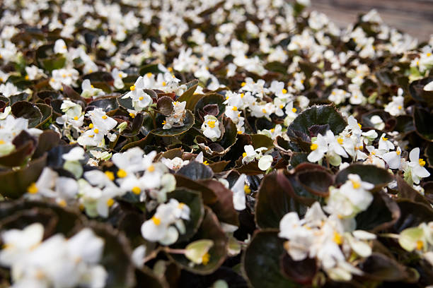 Spread of white begonias stock photo