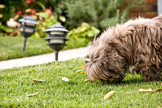 dog sniffing the grass in the frontyard