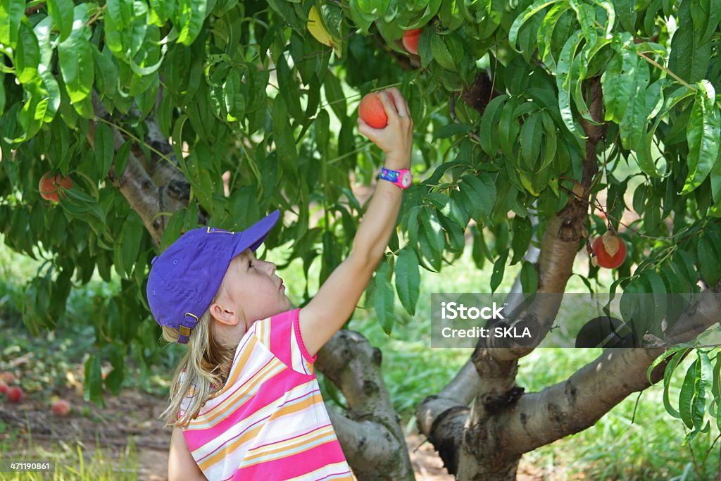 Giovane ragazza scegliere Peaches da un albero - Foto stock royalty-free di 4-5 anni