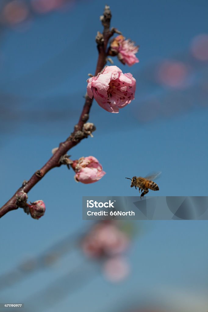 Honeybee Cherry Tree primavera flores azul cielo de verano. - Foto de stock de Abeja libre de derechos