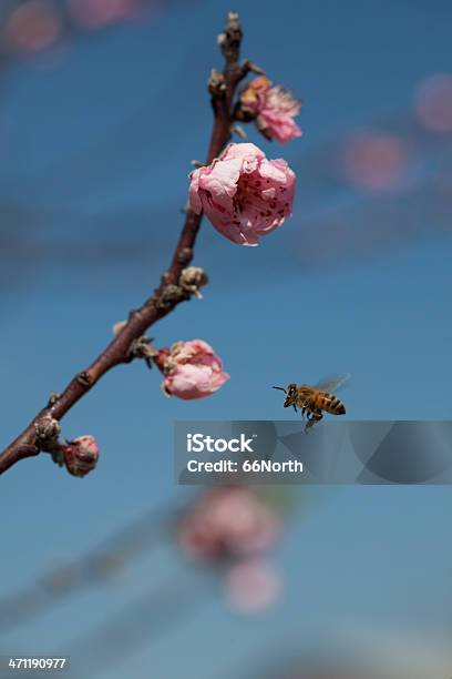 Honeybee Cherry Tree Primavera Flores Azul Cielo De Verano Foto de stock y más banco de imágenes de Abeja