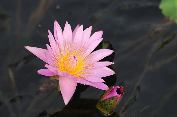 Two Water Lilies stock photo