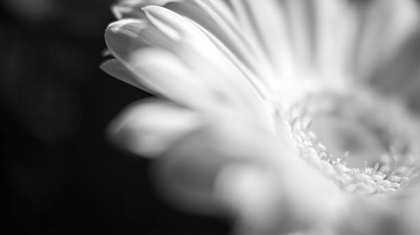 istock Details of White Flower 471191264