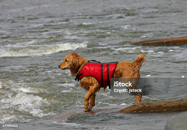 Golden Retriever Para El Rescate Foto de stock y más banco de imágenes de Perro - Perro, Agua, Chaleco salvavidas
