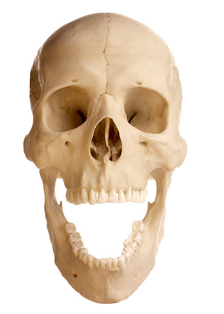 istock Gaping Human Skull.  Isolated on White with Clipping Path 471191477