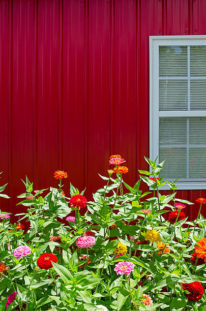 istock Zinnias in Full Bloom Against a Bright Red Barn 471191590