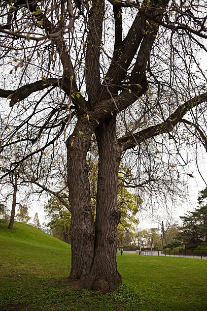istock Two trees growing together in a park. 471191647