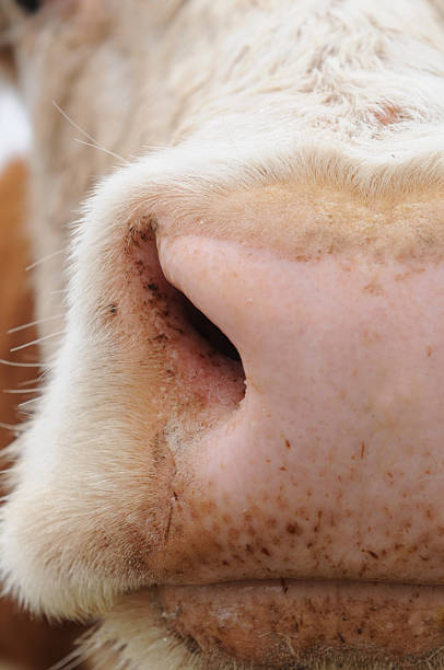 istock Cow Nose Up Close 471191697