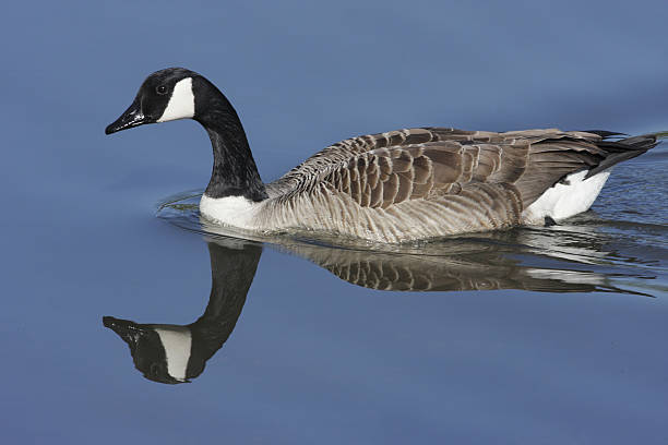 istock In profile swimming Canada goose on blue 471191707