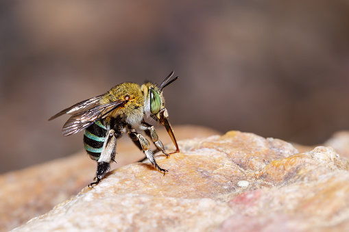 Female blue banded bee is sucking food from the rock