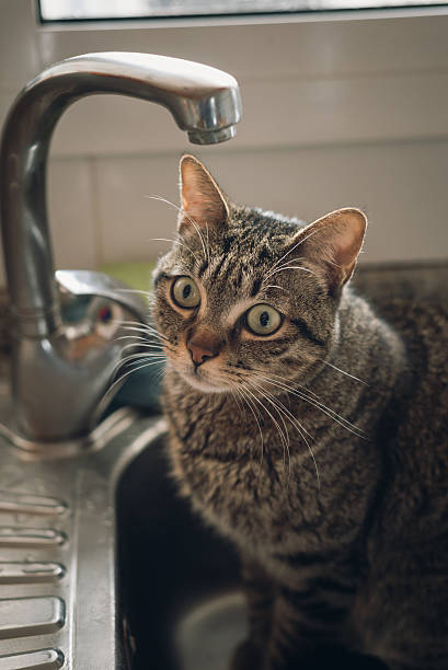 istock Domestic cat on the faucet 471191788