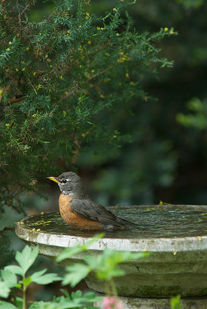 Robin taking a bath stock photo