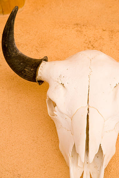 istock Bleached Animal Skull Hangs on Orange Wall, Southwest Style 471191957