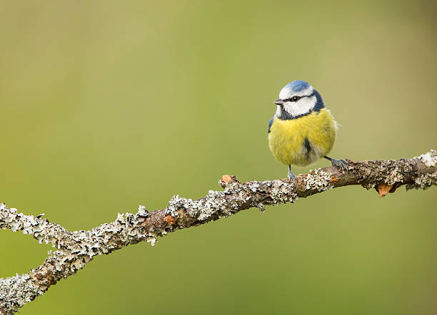 Blue Tit On Lichen Covered Branch stock photo