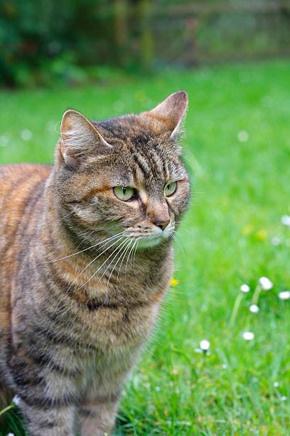 istock domestic cat portrait 471192293