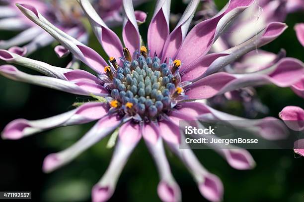 Osteospermum Stockfoto und mehr Bilder von Bildschärfe - Bildschärfe, Bizarr, Blume