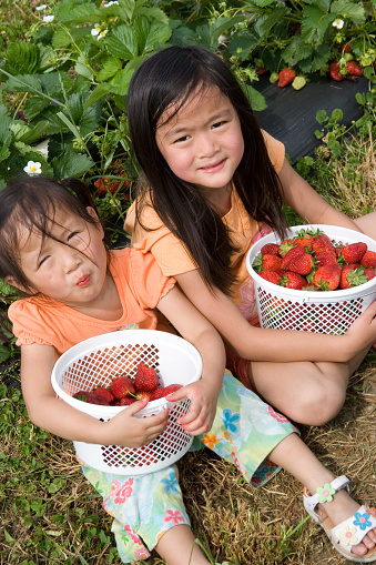 Chinese little girls with picked strawberries in strawberry field