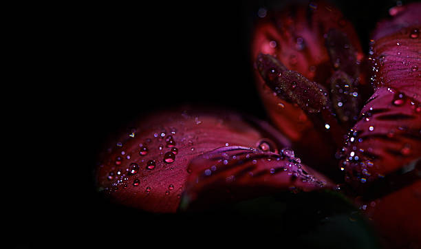 Magnificent floral beauty