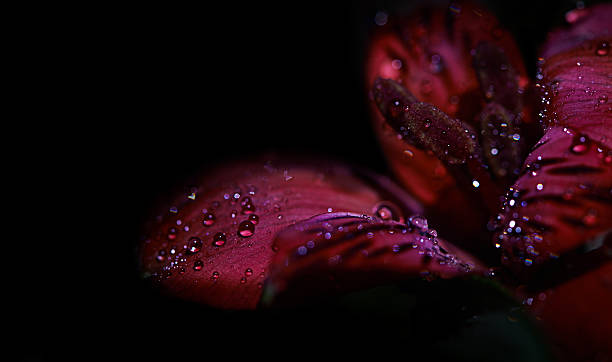 Magnificent floral beauty Studio shot or a red lily covered in dew on a black backgroundhttp://195.154.178.81/DATA/i_collage/pi/shoots/804519.jpg flower dew stock pictures, royalty-free photos & images