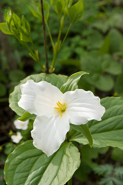 istock Macro of white trillium Temperate Flower 471193237