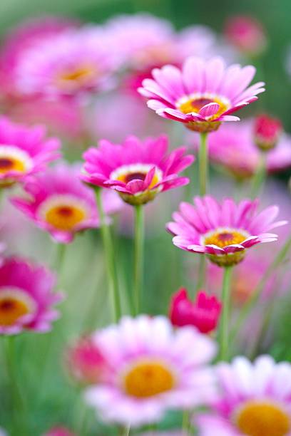 istock Flowers in Arizona 471193309