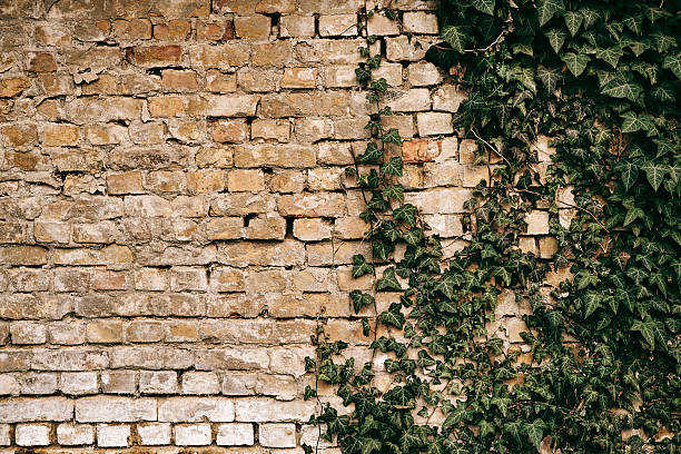 istock Brick wall with green ivy background 471193486