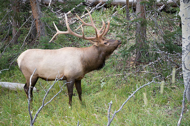 istock Wild Elk with Rack of Antlers 471193696