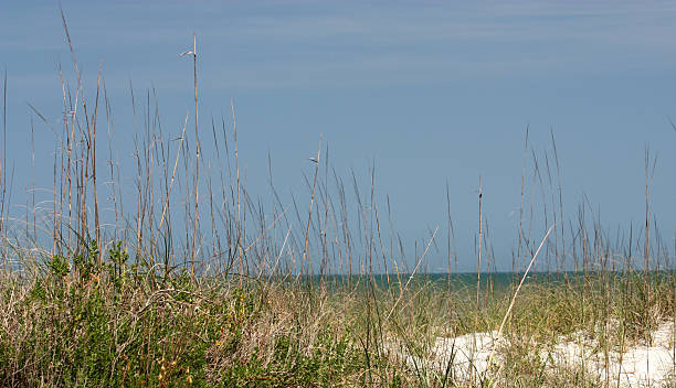 istock Beach Sand Dunes & Seaoats 471194213
