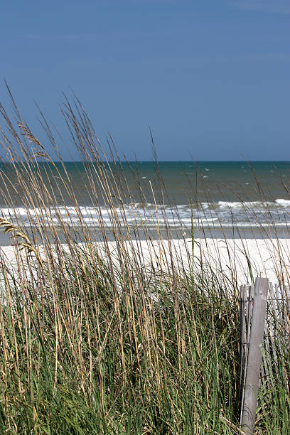 istock Seaoats In Beach Sand Dunes 471194243