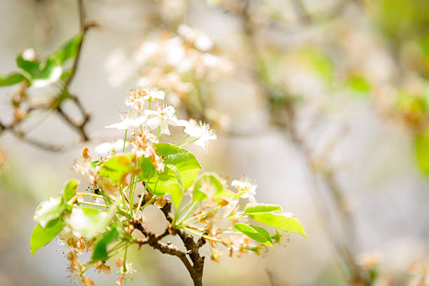 istock Bradford pear tree blooms in spring against blue sky. Texas. 471194482