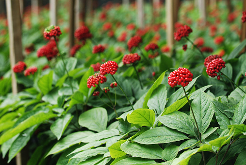 Ginseng red furuits grown in plantations in South Korea