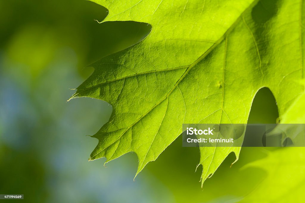 Feuille de chêne - Photo de Arbre libre de droits