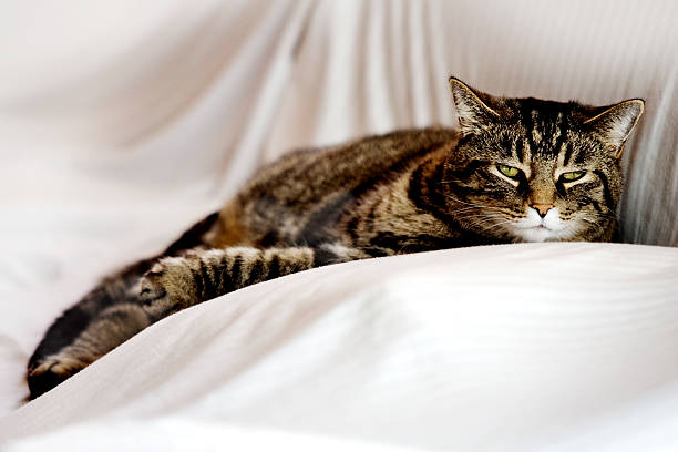 Lounging Cat stock photo