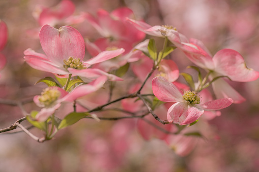 Close up of blossom of a red Osier dogwood tree