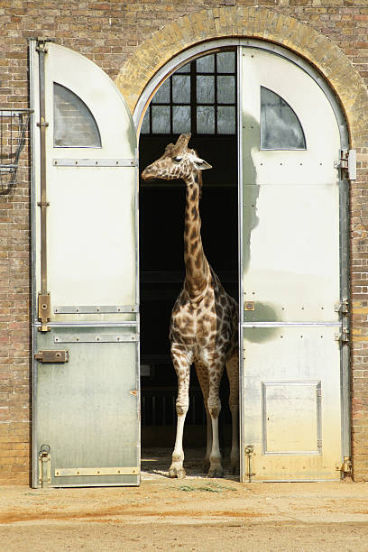 istock Giraffe at London Zoo 471194897