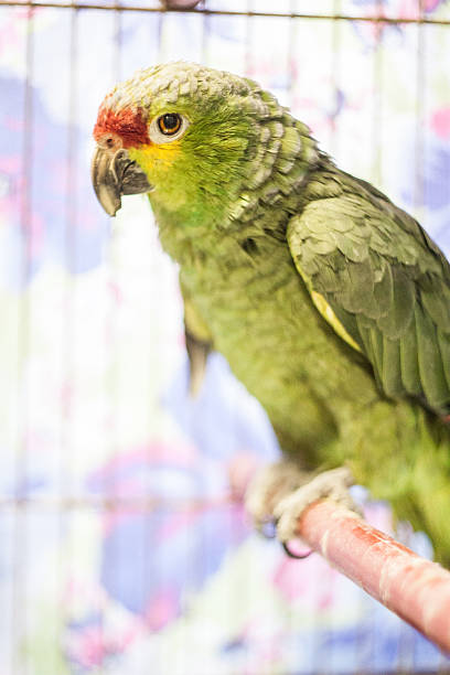 Amazon parrot yellow crowned amazon (amazona ochrocephala) stock pictures, royalty-free photos & images