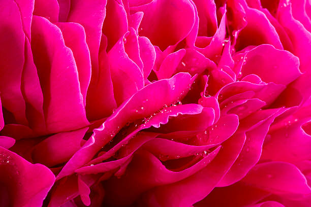 istock Peony Flower With Water Drops 471194984