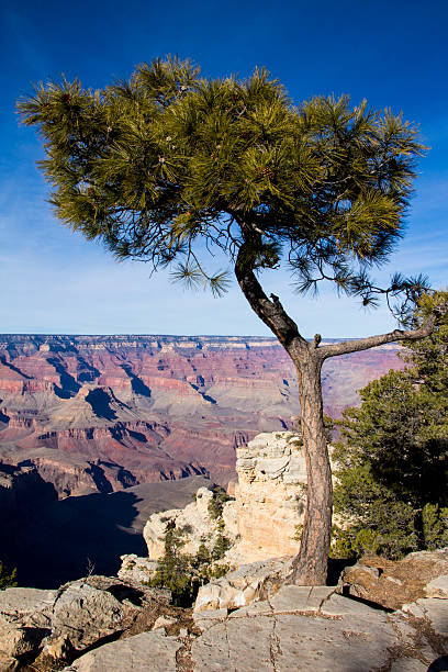 istock Lone Pine at Grand Canyon 471194986